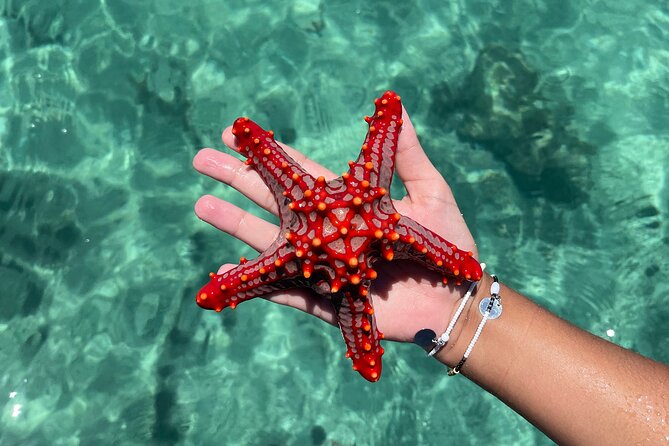 Safari Blue Zanzibar - Snorkeling among coral and fish