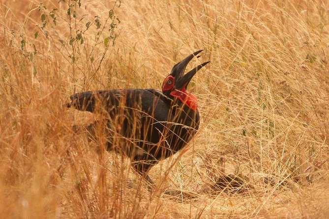 Safari & Culture - Day 3: A full Serengeti game drive