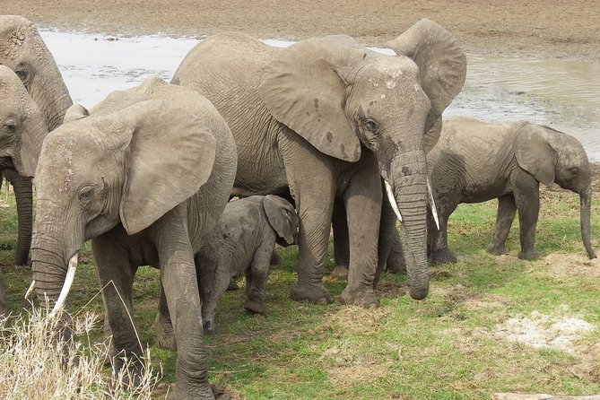 Safari & Culture - Day 4: Down into Ngorongoro Crater