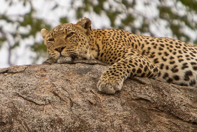 Safari & Culture - Day 5: Hadzabe life and Datoga metalwork near Lake Eyasi