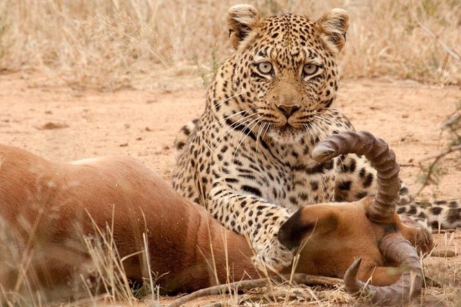 Safari Excelente y Safari lujos Tanzania - Two days in the Serengeti, where distance is part of the story