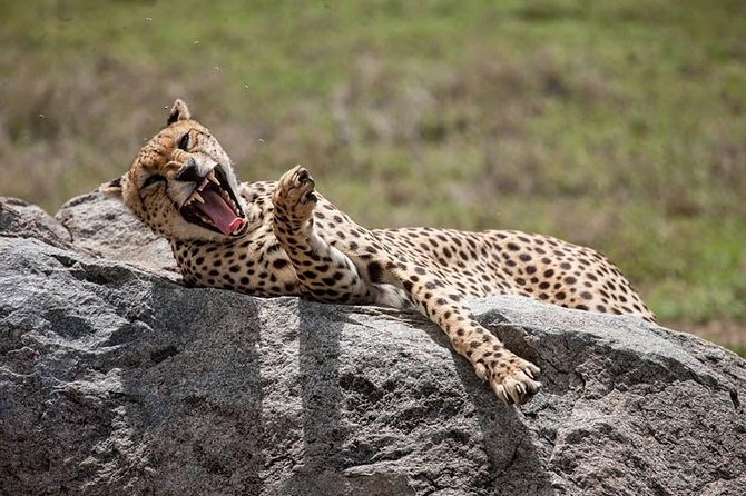 Safari in Tanzania 5 days: Manyara, Ngorongoro, Serengeti - Three famous parks in five demanding days