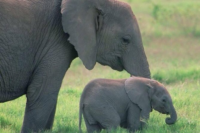 Safari in Tanzania 5 days: Manyara, Ngorongoro, Serengeti - Day 1: Lake Manyara’s forest, monkeys, and flamingos