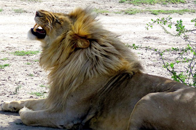 Safari in Tanzania 5 days: Manyara, Ngorongoro, Serengeti - Days 3 and 4: Two different looks at the Serengeti