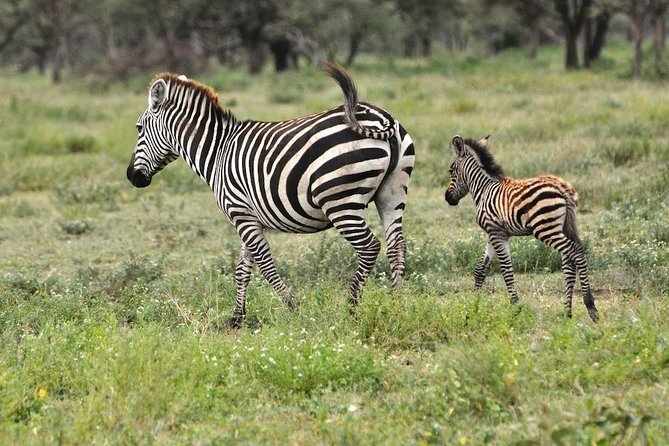 Safari in Tanzania 5 days: Manyara, Ngorongoro, Serengeti - What the $3,050 price really covers