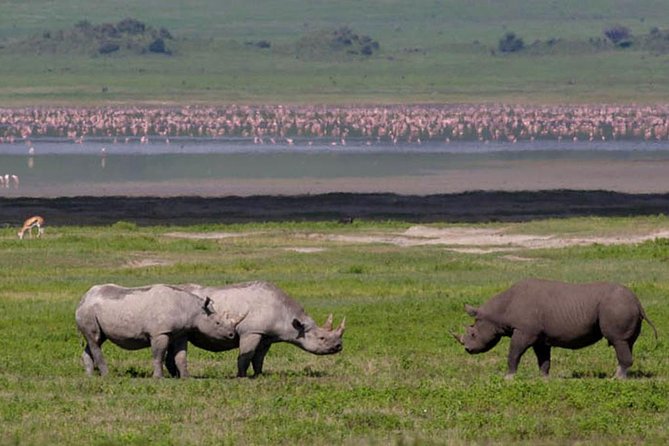 Safari in Tanzania 5 days: Manyara, Ngorongoro, Serengeti - Guides can make or break the safari