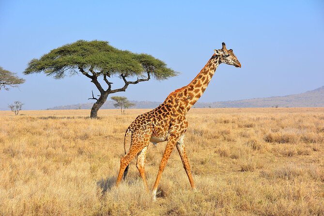 Safari "Kifaru" - 5 days in the most famous Parks in the world - Private travel, guides, and group size