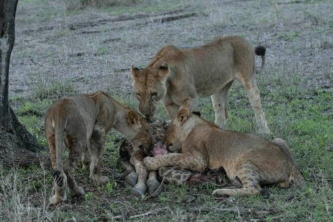 Safari Serengeti And Ngorongoro - What the private format adds