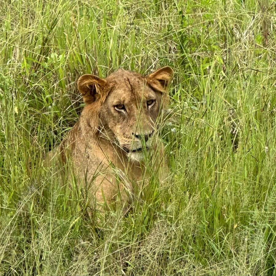 SAFARI WILDLIFE 3 DAYS 2 NIGHT FROM ZANZIBAR TO MIKUMI - Key points to know before booking