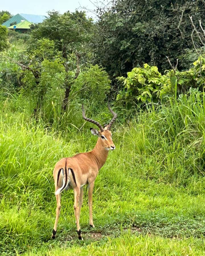 SAFARI WILDLIFE 3 DAYS 2 NIGHT FROM ZANZIBAR TO MIKUMI - Why the Zanzibar to Mikumi route is unusual