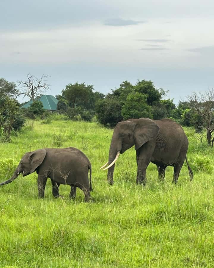 SAFARI WILDLIFE 3 DAYS 2 NIGHT FROM ZANZIBAR TO MIKUMI - Day two: a full game drive in Mikumi National Park