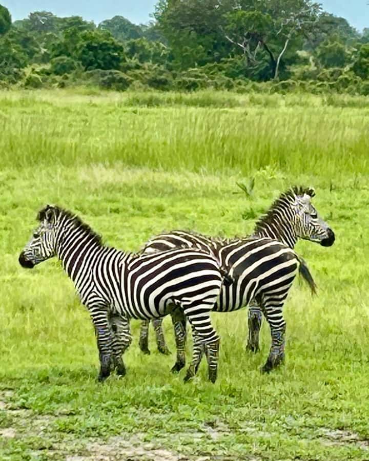 SAFARI WILDLIFE 3 DAYS 2 NIGHT FROM ZANZIBAR TO MIKUMI - Lodging, meals, and the $760 price