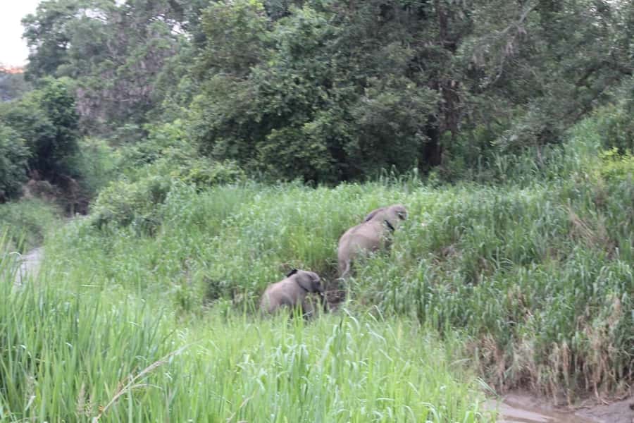 SAFARI WILDLIFE 3 DAYS 2 NIGHT FROM ZANZIBAR TO MIKUMI - Guides who can make the long days easier