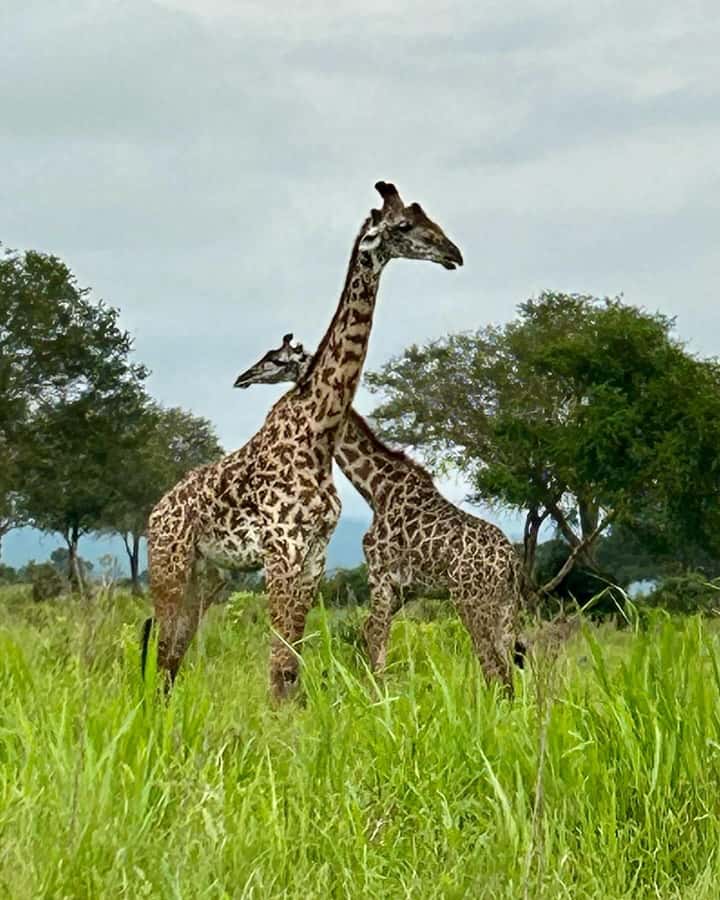 SAFARI WILDLIFE 3 DAYS 2 NIGHT FROM ZANZIBAR TO MIKUMI - Who will enjoy this safari most