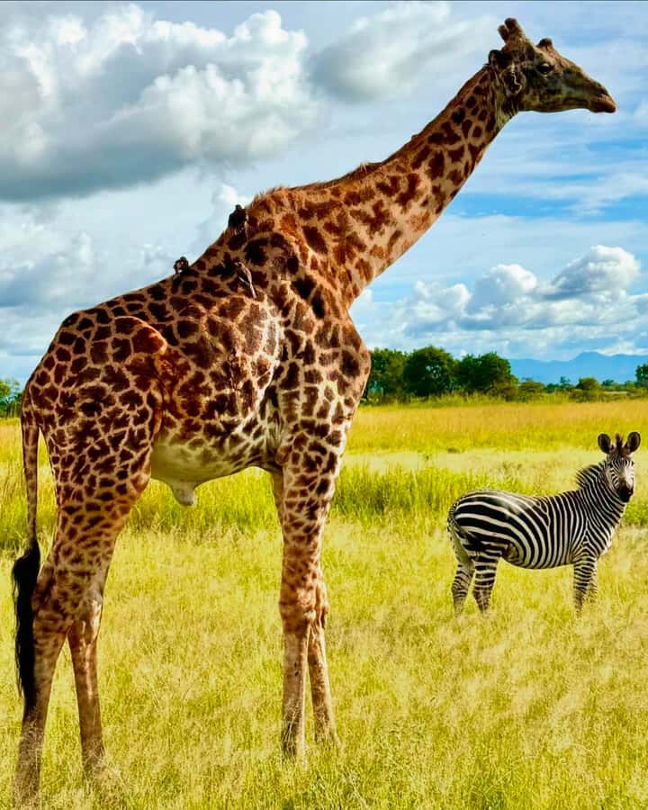 SAFARI WILDLIFE 3 DAYS 2 NIGHT FROM ZANZIBAR TO MIKUMI - Booking advice for a smoother three days