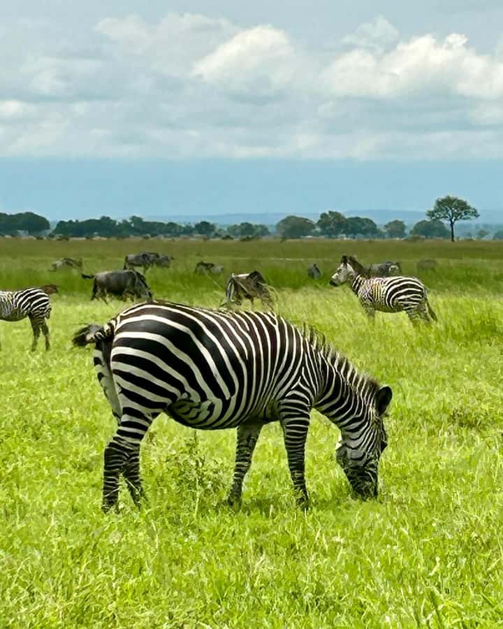 SAFARI WILDLIFE 3 DAYS 2 NIGHT FROM ZANZIBAR TO MIKUMI - Should you book the Zanzibar to Mikumi safari?