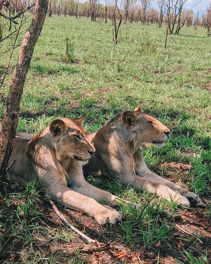 SAFARI WILDLIFE FROM ZANZIBAR TO MIKUMI 3 DAYS AND 2 NIGHTS - Key points to know before booking