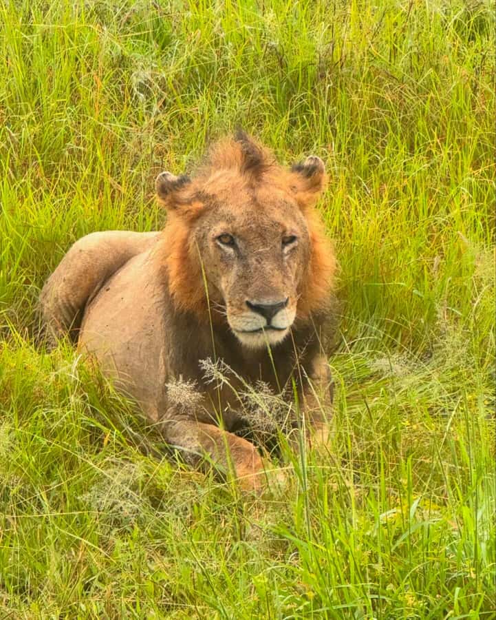 SAFARI WILDLIFE FROM ZANZIBAR TO MIKUMI 3 DAYS AND 2 NIGHTS - Why Mikumi works well from Zanzibar