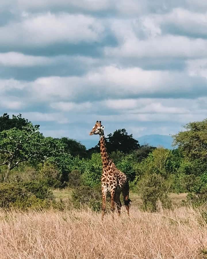 SAFARI WILDLIFE FROM ZANZIBAR TO MIKUMI 3 DAYS AND 2 NIGHTS - Day 2: The main Mikumi game drive