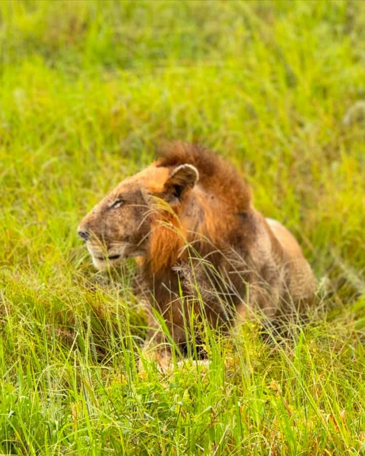 SAFARI WILDLIFE FROM ZANZIBAR TO MIKUMI 3 DAYS AND 2 NIGHTS - The guides can shape the whole trip