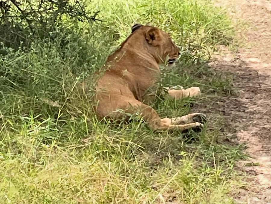 SAFARI WILDLIFE FROM ZANZIBAR TO MIKUMI 3 DAYS AND 2 NIGHTS - The long route is part of the value