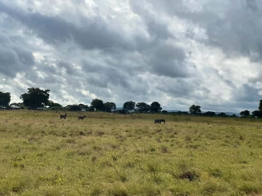 SAFARI WILDLIFE FROM ZANZIBAR TO MIKUMI 3 DAYS AND 2 NIGHTS - What the $750 price covers