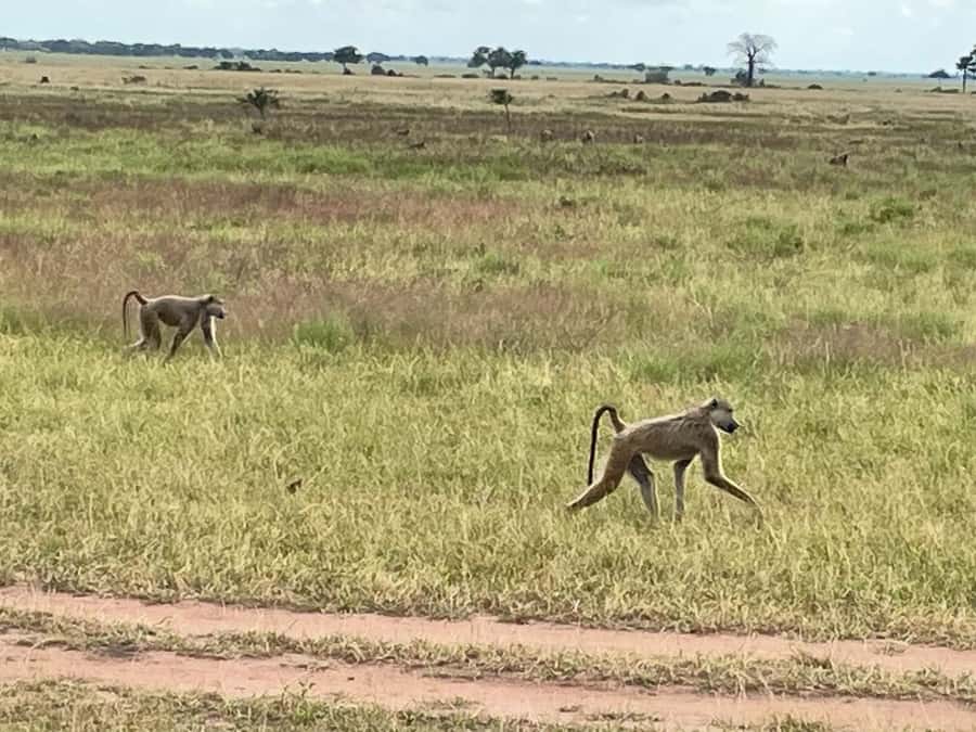 SAFARI WILDLIFE FROM ZANZIBAR TO MIKUMI 3 DAYS AND 2 NIGHTS - Booking details worth checking