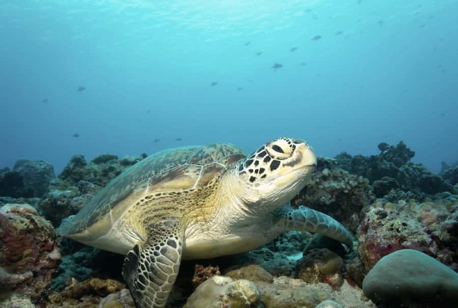 Salaam Cave, Starfish Adventure, The Rock Lunch, Kuza Cave - Salaam Cave and the sea turtles