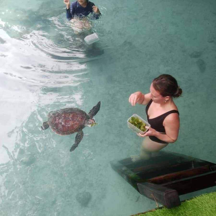 SALAAM CAVE: Swim with turtles & Dine at The Rock Restaurant - Why Salaam Cave makes the day different