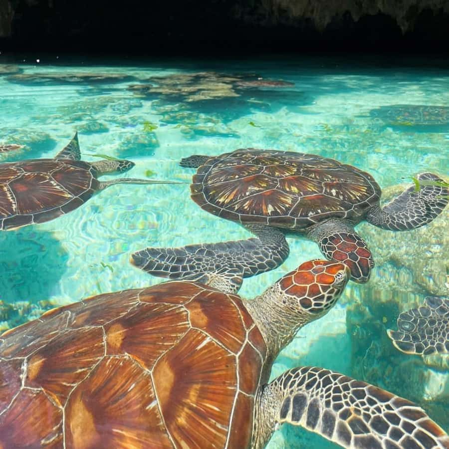 SALAAM CAVE: Swim with turtles & Dine at The Rock Restaurant - Lunch at The Rock Restaurant