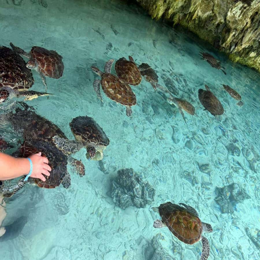 SALAAM CAVE: Swim with turtles & Dine at The Rock Restaurant - How the $60 price works