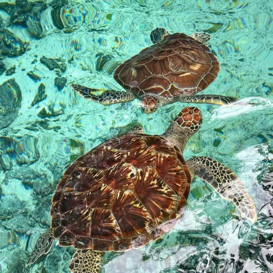 Salaam Cave Swimming with turtles, Mtende Beach & The Rock - Seeing The Rock Restaurant in Pingwe