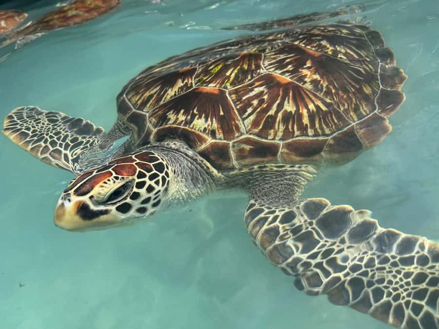 Salaam Cave Swimming with turtles, Mtende Beach & The Rock - How the five to six hours are spent