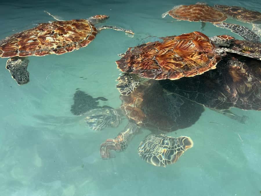 Salaam Cave Swimming with turtles, Mtende Beach & The Rock - Who will enjoy this Zanzibar outing