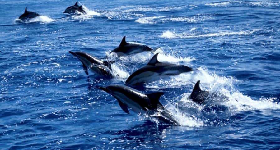 Salaam Cave Tour, Lunch at The Rock, Mnemba Dolphin Tour - Who will enjoy this day most