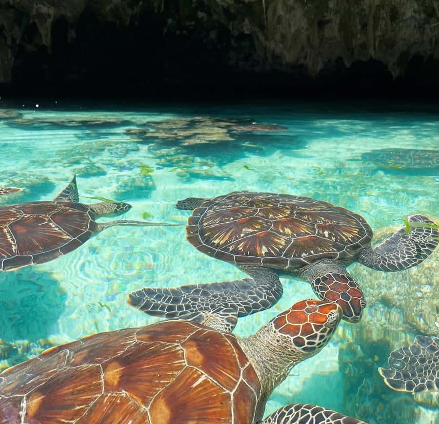 Salam cave turles swimming, paje beach , the Rock Restaurant - Key points to know before booking