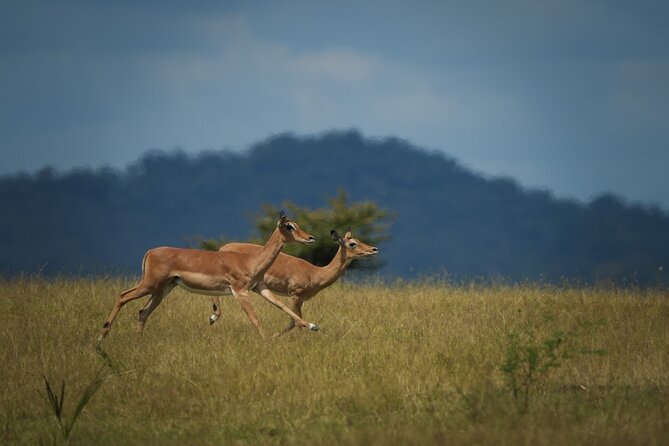 Selous Luxury Day Safari with Photographer - Flying from Zanzibar to Mtemere airstrip