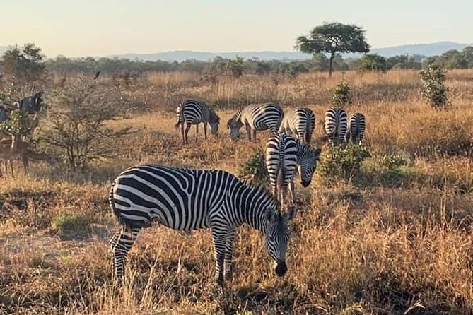Selous/Nyerere National Park Day Trip - Returning to Dar es Salaam around 4:00 p.m.