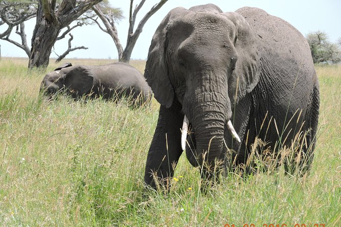 Serengeti 2-Day Safari from Mwanza - Key points to know before you book