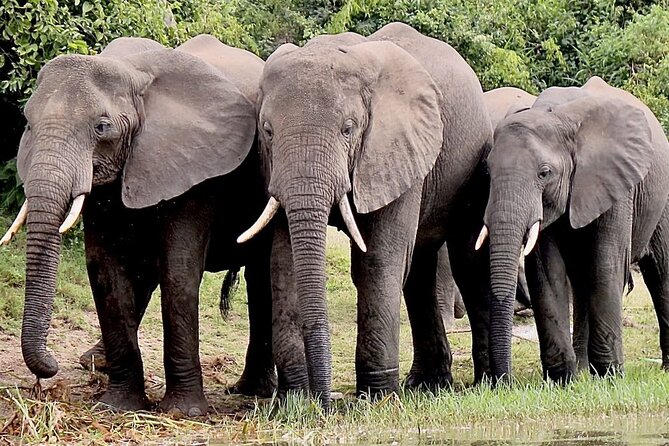 Serengeti 2-Day Safari from Mwanza - Small details that make the trip easier