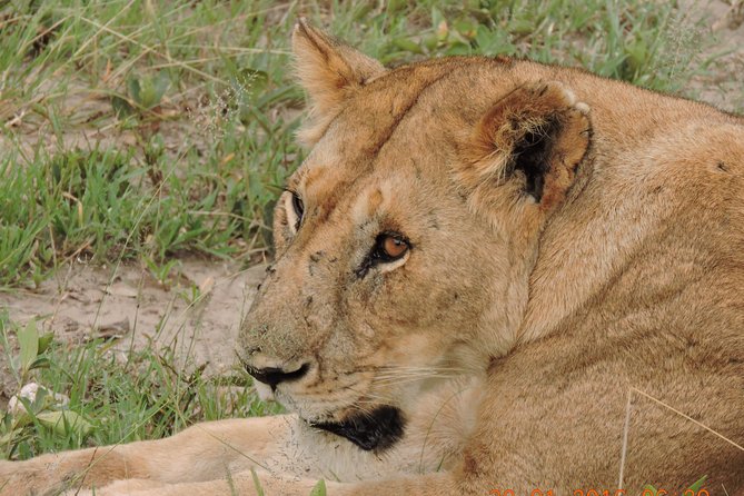 Serengeti 2-Day Safari from Mwanza - The early drive from Mwanza into the park