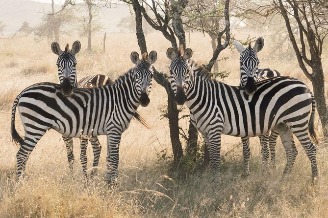 Serengeti Balloon Safari and authentic bush breakfast - Key points to know before booking
