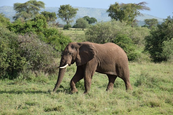 Serengeti Day Trip Safari From Mwanza Tanzania - Key points to know before booking