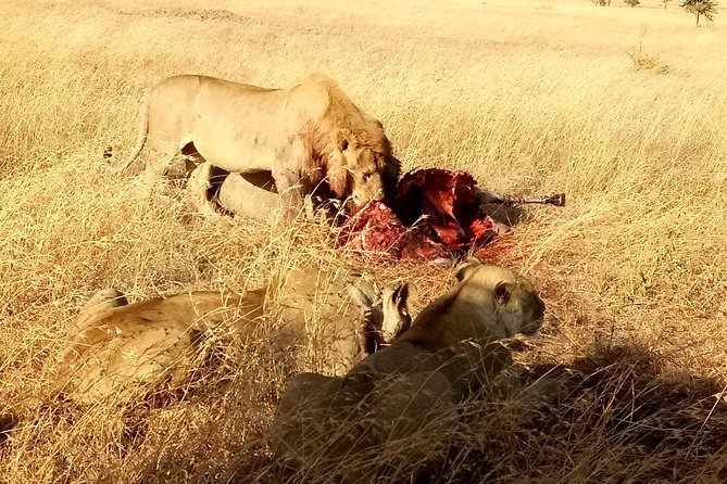 Serengeti Day Trip Safari From Mwanza Tanzania - What a $500 day safari from Mwanza really involves