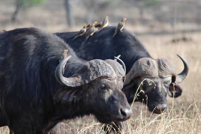 Serengeti Day Trip Safari From Mwanza Tanzania - The afternoon drive and return to Mwanza