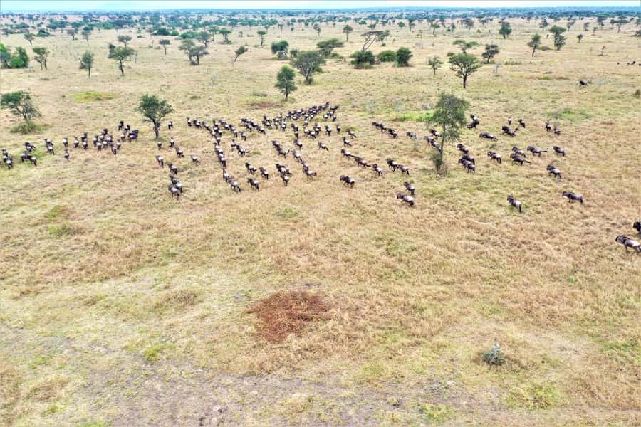 Serengeti: Hot Air Balloon Flight with Champagne Breakfast - A quiet flight above the plains