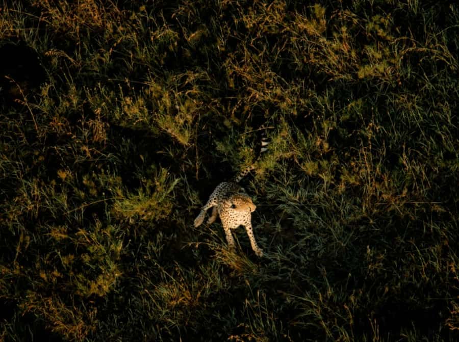 Serengeti: Hot Air Balloon Flight with Champagne Breakfast - A bush breakfast after the flight