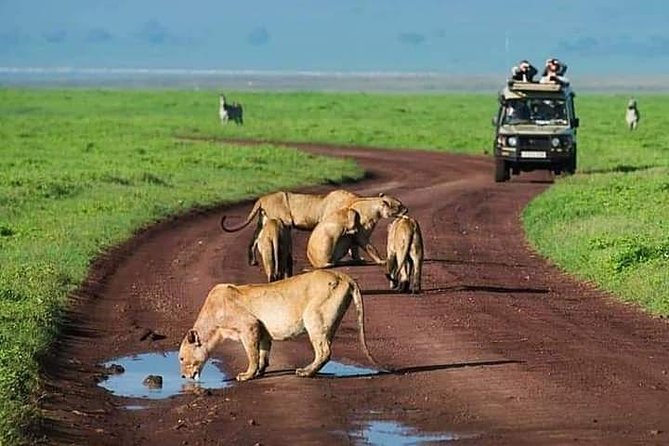 Serengeti national Park, ngorongoro conservation area 3 days two nights - Key points to know before you book