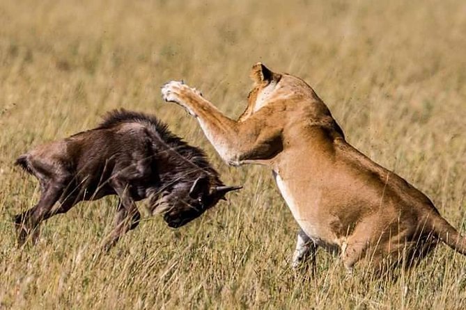 Serengeti national Park, ngorongoro conservation area 3 days two nights - Why this Serengeti and Ngorongoro pairing works