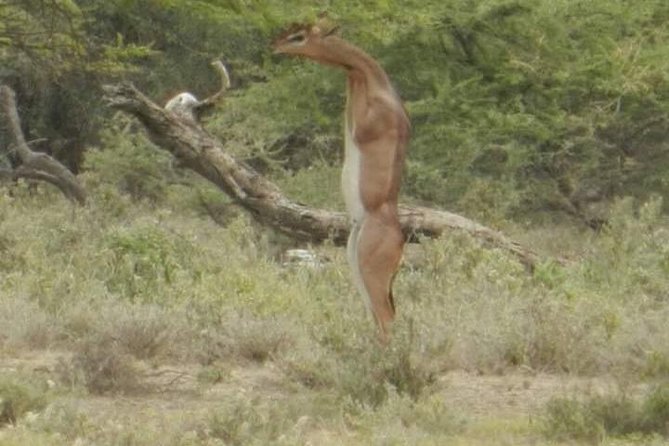 Serengeti national Park, ngorongoro conservation area 3 days two nights - The Moshi departure and the long road ahead